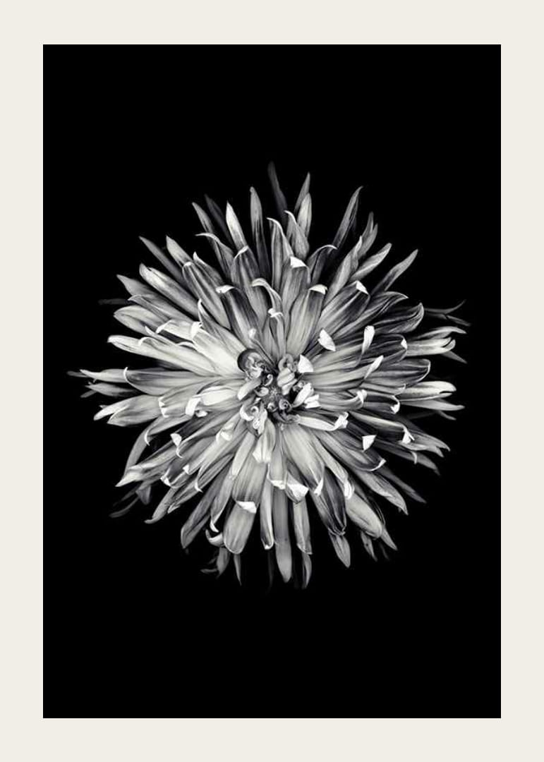 Black and white close-up of dahlia with clear petals-12
