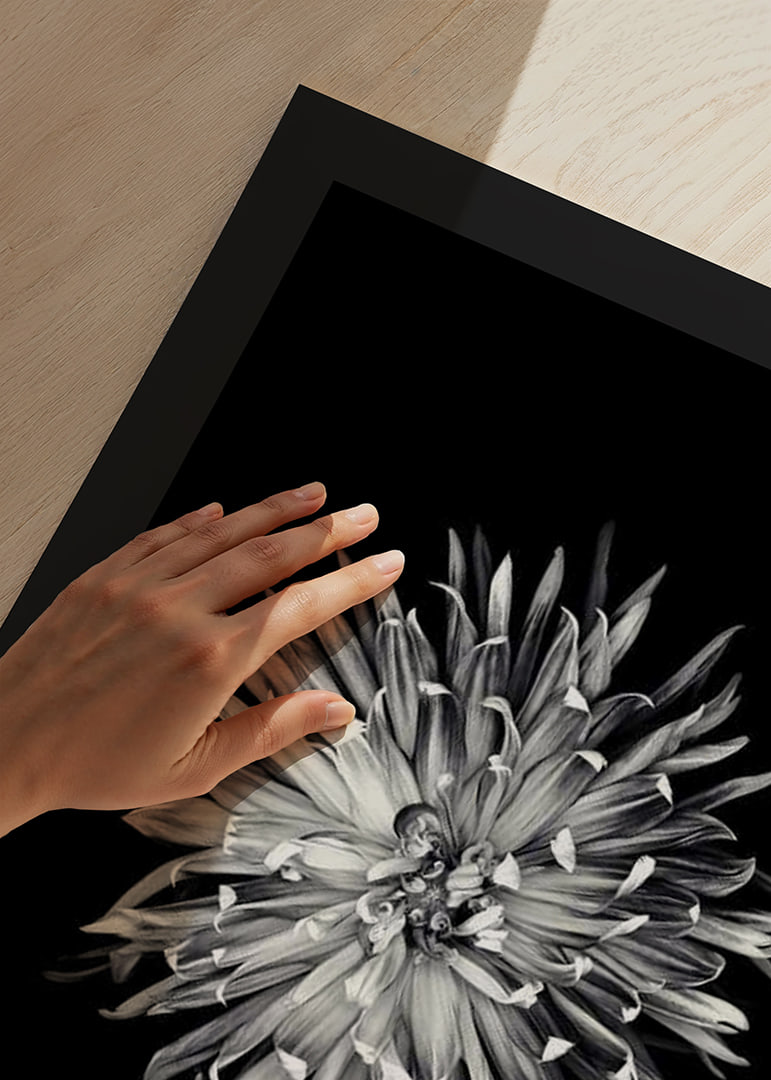 Black and white close-up of dahlia with clear petals-12