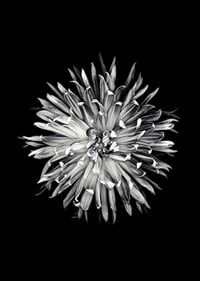 Black and white close-up of dahlia with clear petals-6
