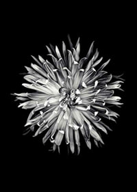 Black and white close-up of dahlia with clear petals-7