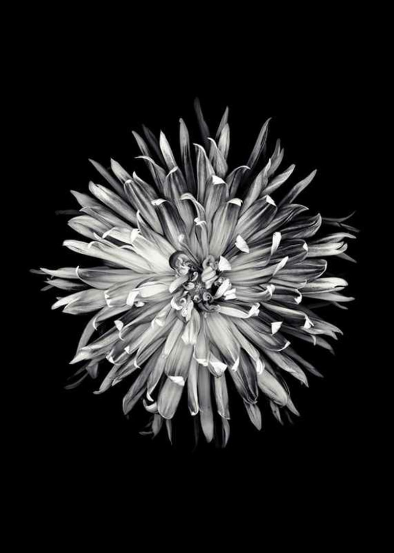 Black and white close-up of dahlia with clear petals-12