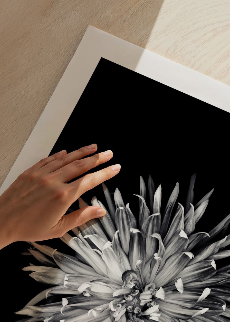 Dahlia BW-12
