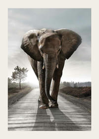 Stattlicher Elefant auf Landstraße im Gegenlicht, fotografischer Stil-3