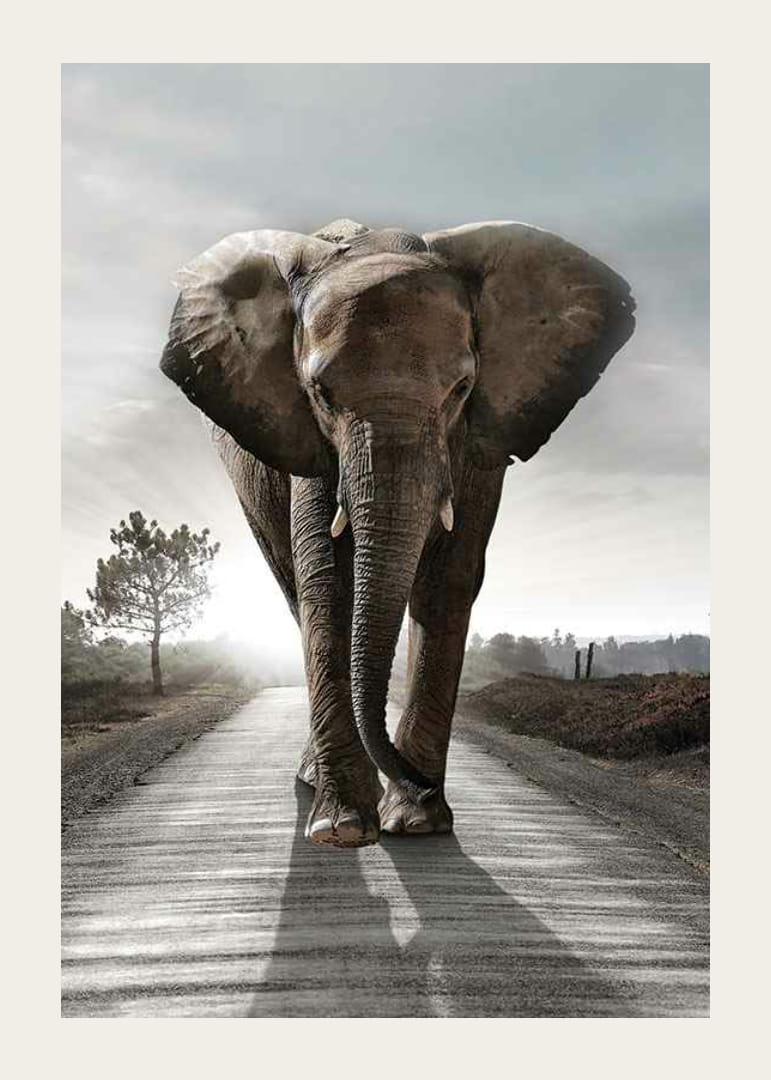 Stattlicher Elefant auf Landstraße im Gegenlicht, fotografischer Stil-12
