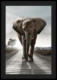 Stattlicher Elefant auf Landstraße im Gegenlicht, fotografischer Stil-4