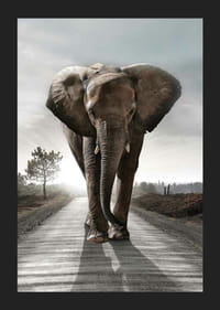 Stattlicher Elefant auf Landstraße im Gegenlicht, fotografischer Stil-5