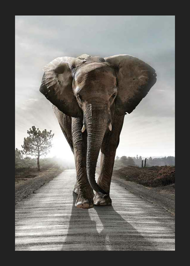 Stattlicher Elefant auf Landstraße im Gegenlicht, fotografischer Stil-12