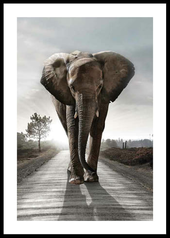 Poster Elephant Road