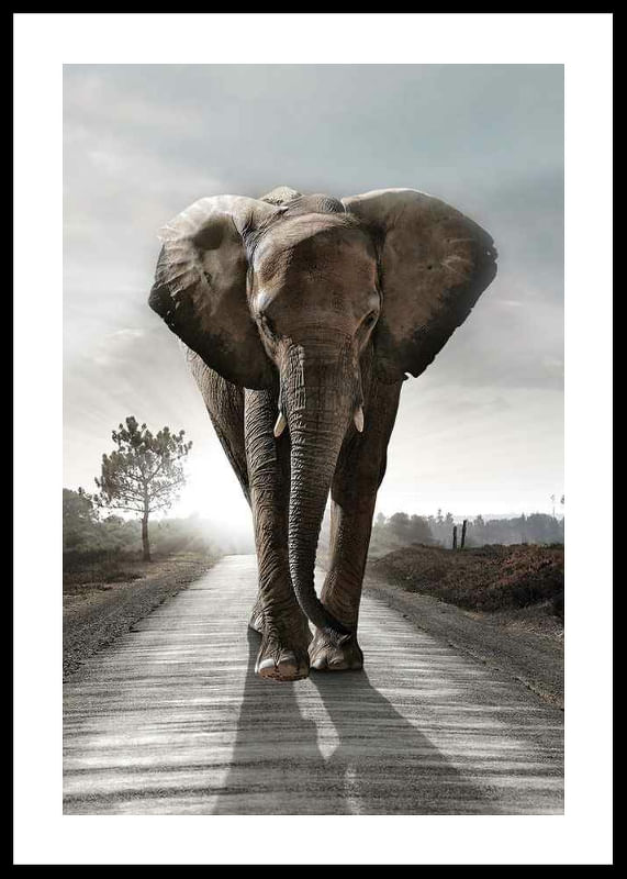 Elephant Road-12