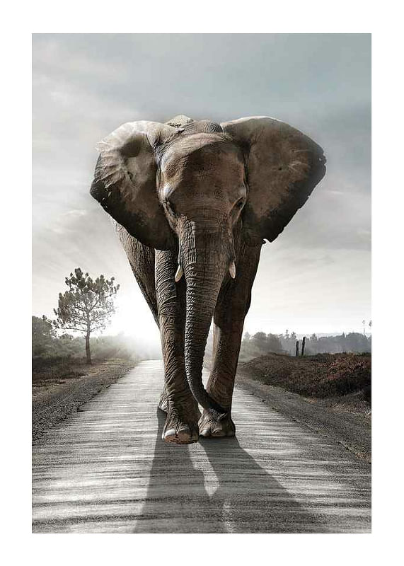 Elephant Road-12