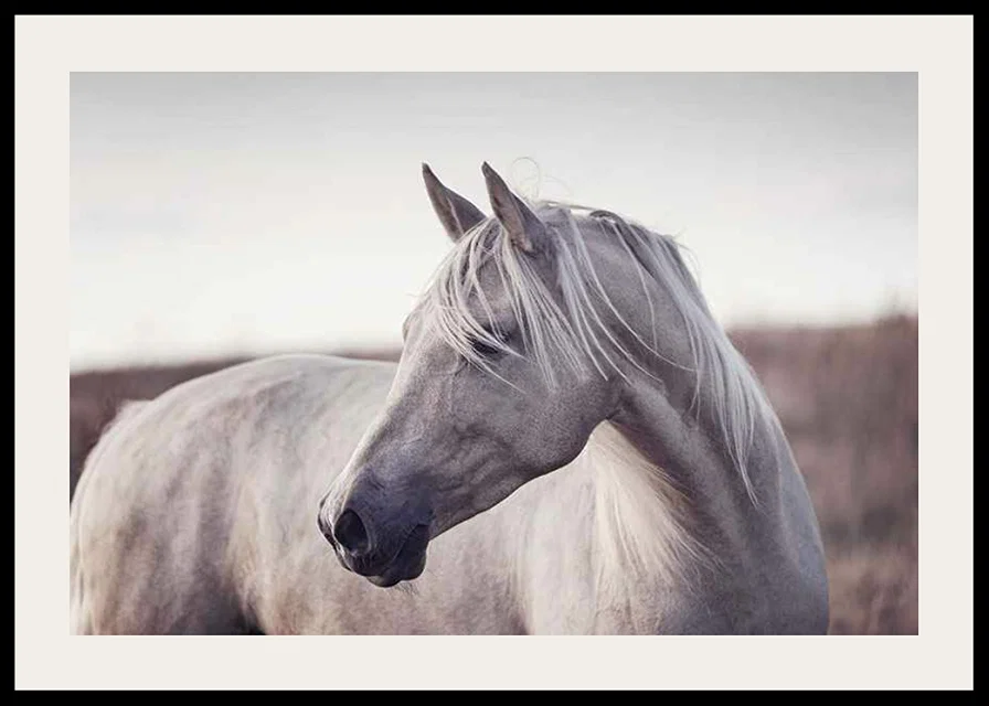 Close-up of white horse with light mane in soft natural tones-12