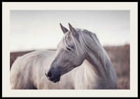 Nærbillede af hvid hest med lys manke i bløde naturlige toner-2