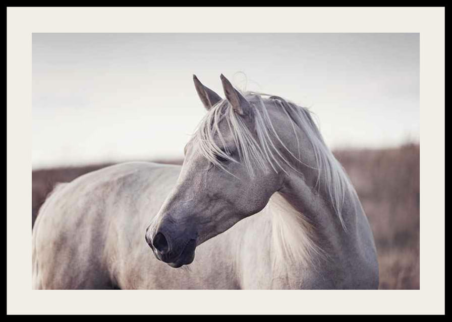 Nærbillede af hvid hest med lys manke i bløde naturlige toner-12