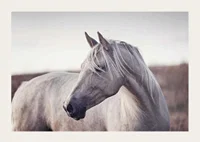 Close-up of white horse with light mane in soft natural tones-3