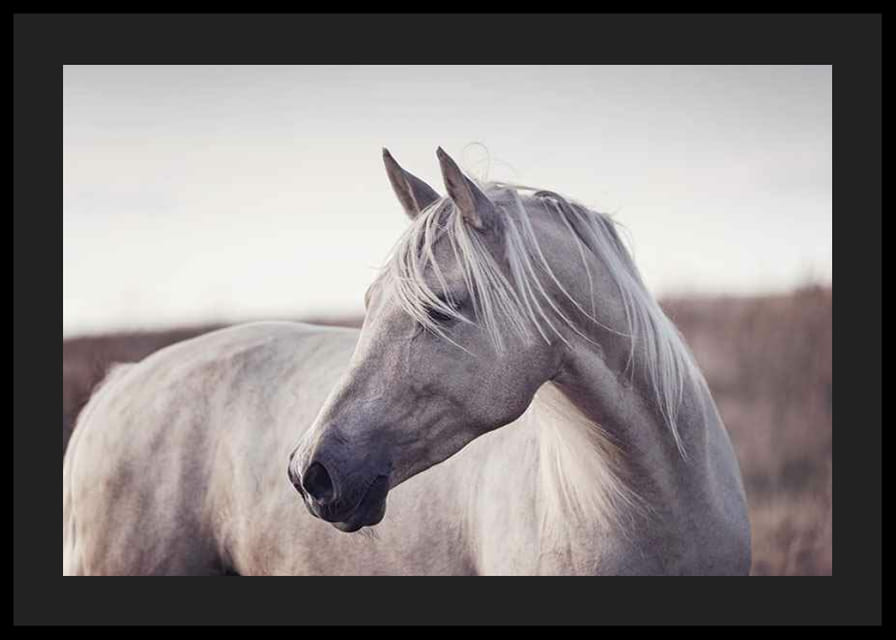 Nærbillede af hvid hest med lys manke i bløde naturlige toner-12