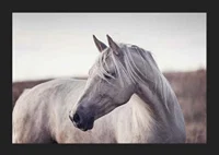 Close-up of white horse with light mane in soft natural tones-5