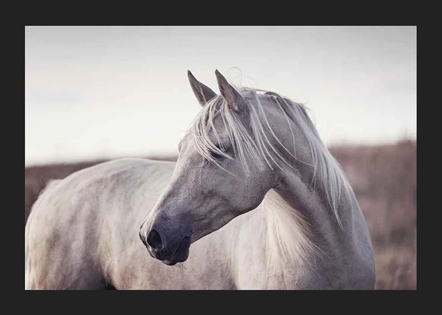 Close-up of white horse with light mane in soft natural tones-12