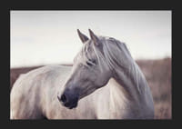Nærbillede af hvid hest med lys manke i bløde naturlige toner-5