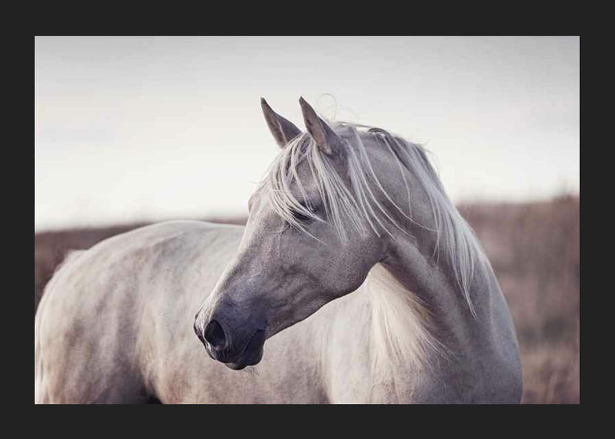 Nærbillede af hvid hest med lys manke i bløde naturlige toner-12