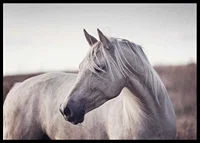 Close-up of white horse with light mane in soft natural tones-6