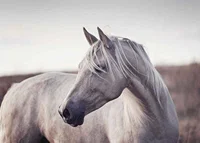 Close-up of white horse with light mane in soft natural tones-7