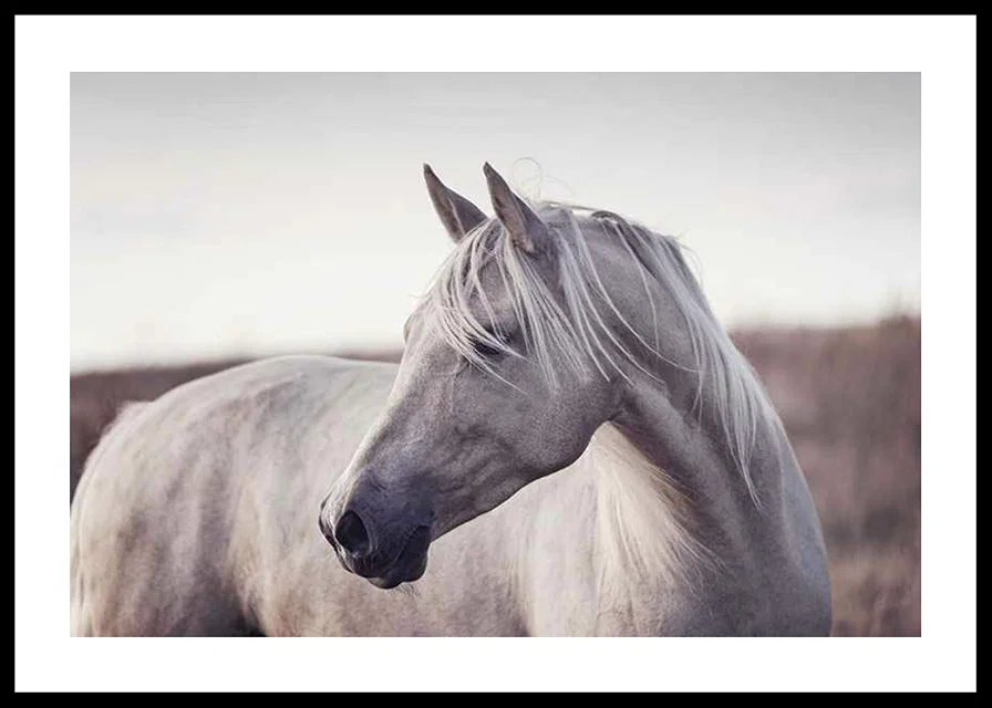 Close-up of white horse with light mane in soft natural tones-12