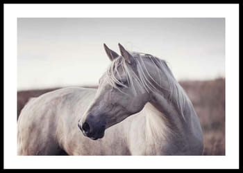 Poster White Horse