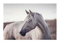 Close-up of white horse with light mane in soft natural tones-1