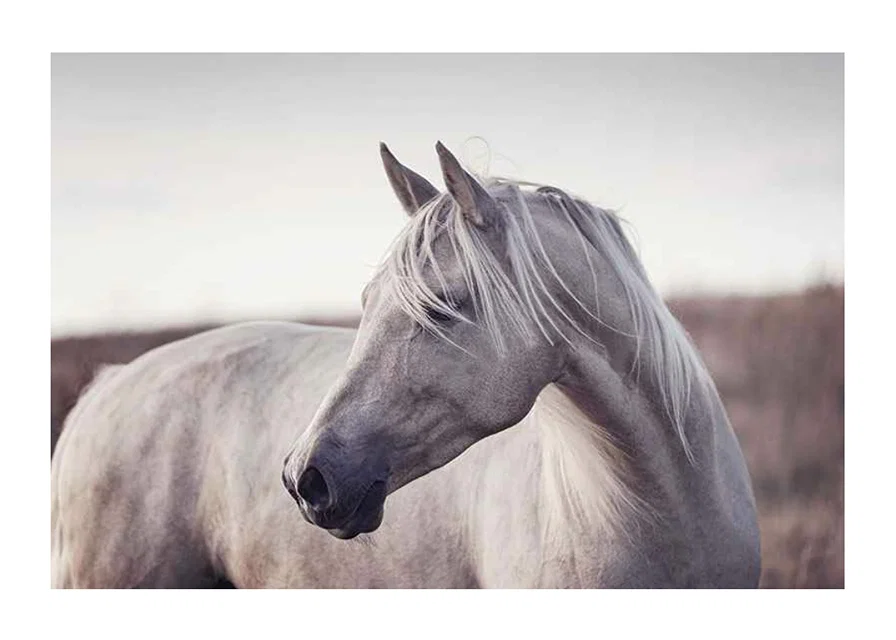 Close-up of white horse with light mane in soft natural tones-12