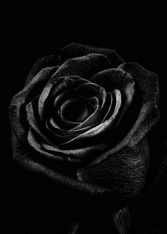 Black Rose-12