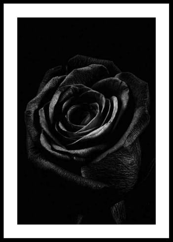 Poster Black Rose