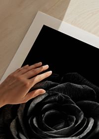 Black Rose-5