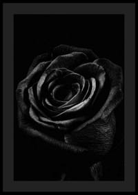 Close-up of black rose with clear texture in monochrome style-0