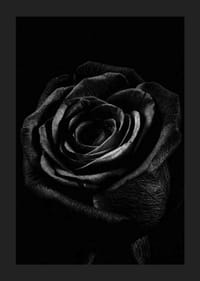 Close-up of black rose with clear texture in monochrome style-1
