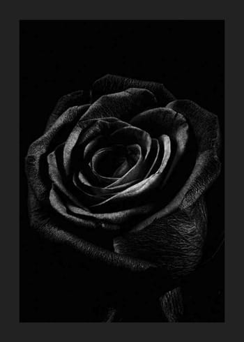 Poster Black Rose