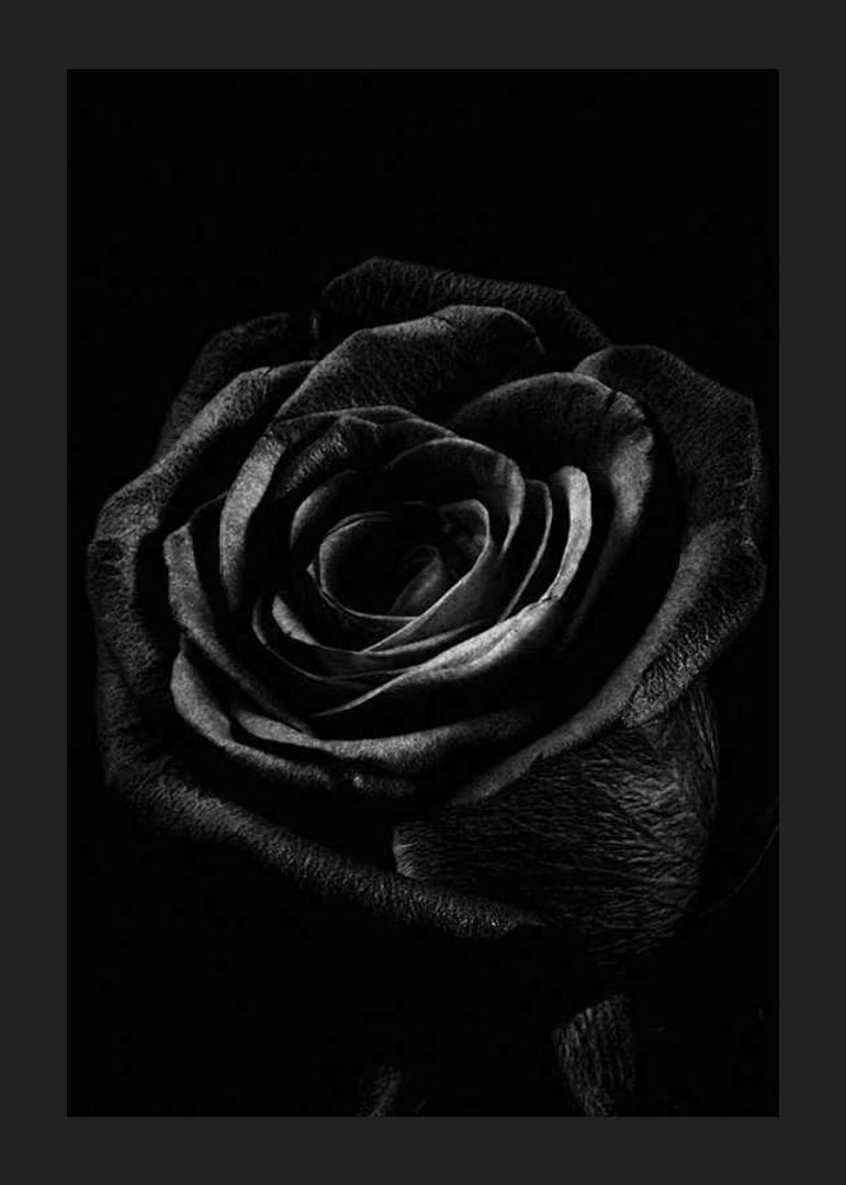 Close-up of black rose with clear texture in monochrome style-12