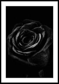 Close-up of black rose with clear texture in monochrome style-2