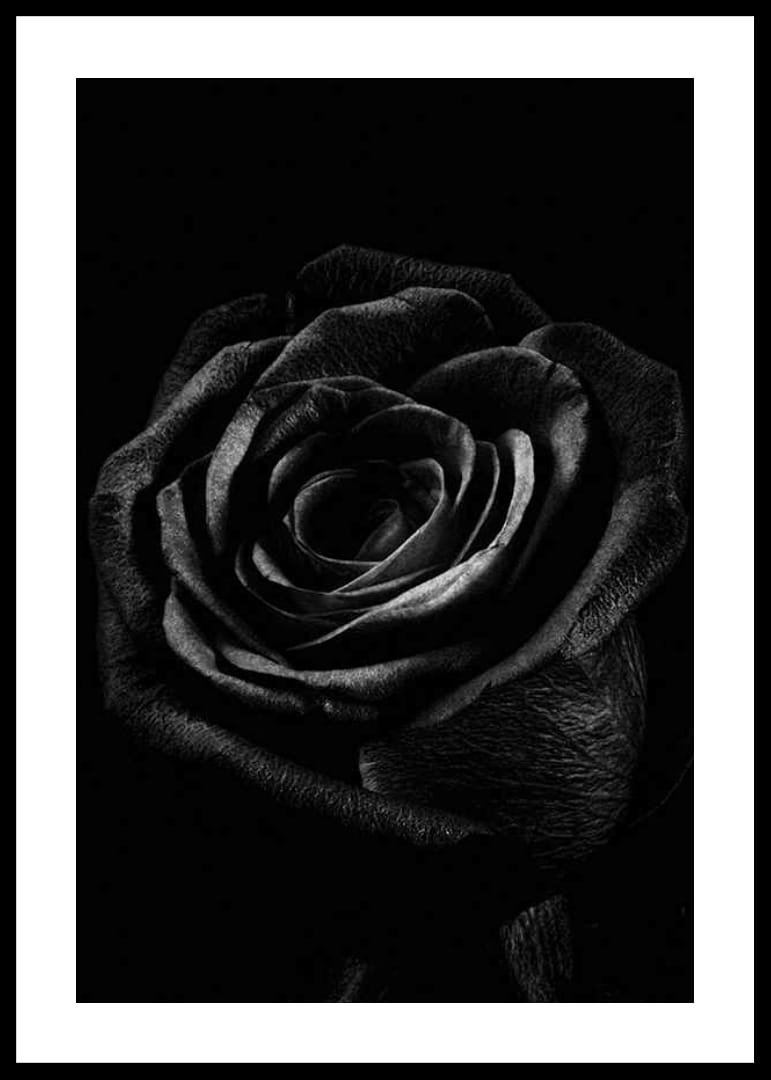 Close-up of black rose with clear texture in monochrome style-12