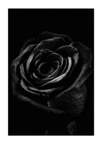 Close-up of black rose with clear texture in monochrome style-3