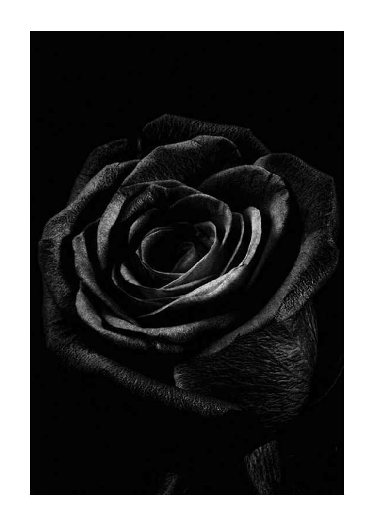 Close-up of black rose with clear texture in monochrome style-12