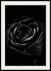 Close-up of black rose with clear texture in monochrome style-4