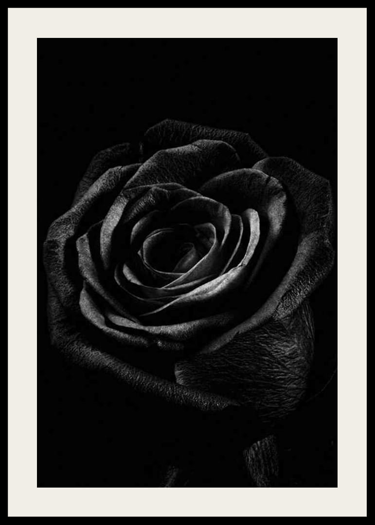 Close-up of black rose with clear texture in monochrome style-12