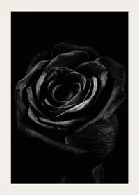 Close-up of black rose with clear texture in monochrome style-5