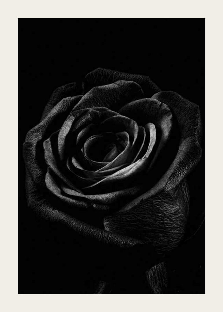 Close-up of black rose with clear texture in monochrome style-12