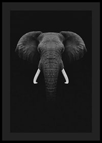 Black and white portrait of elephant with white tusks on dark background-0