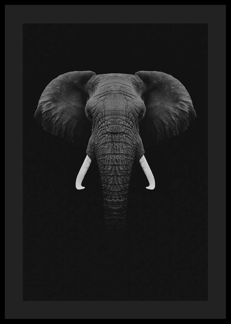 Black and white portrait of elephant with white tusks on dark background-12