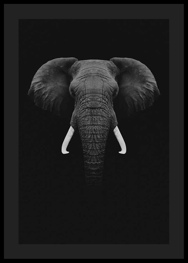 Retrato en blanco y negro de un elefante con colmillos blancos sobre fondo oscuro.-12