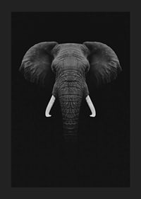 Black and white portrait of elephant with white tusks on dark background-1
