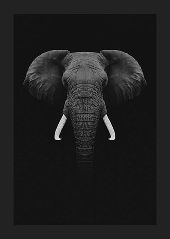 Poster Black Elephant