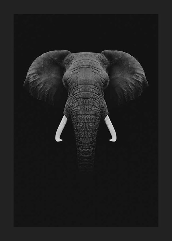 Póster Black Elephant